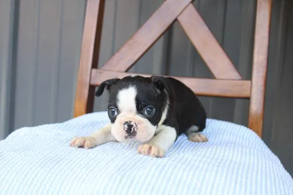 Female Boston Terrier puppy named Bonita for sale at Petland Joplin.