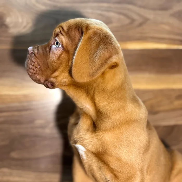 Male Dogue De Bordeaux puppy named Calvin for sale at Petland Rogers.