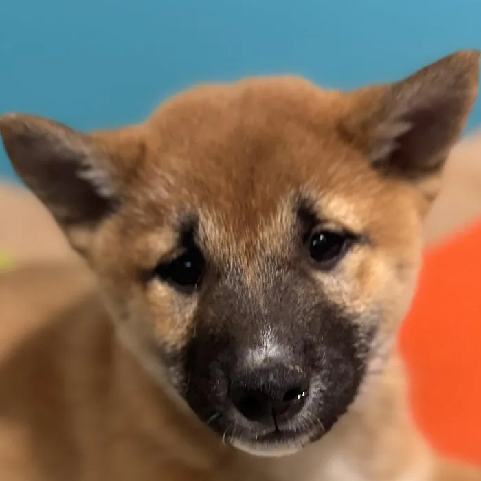 Male Shiba Inu Puppy for Sale in Rogers, AR