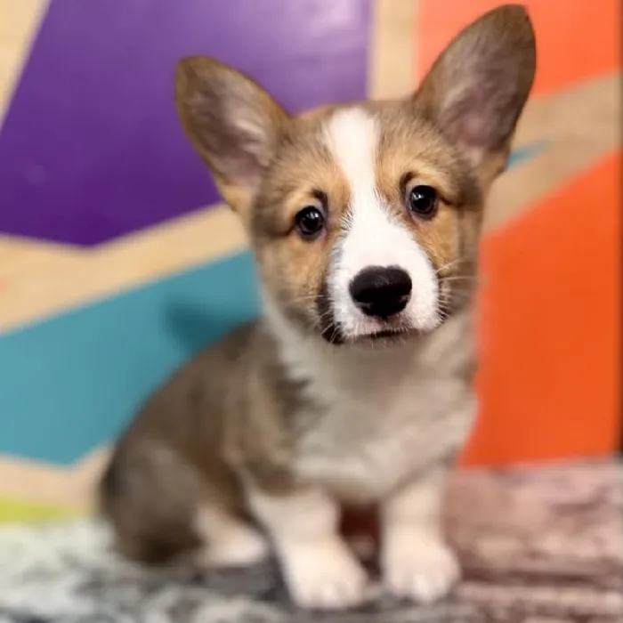Male Pembroke Welsh Corgi Puppy for Sale in Joplin, MO