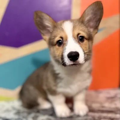 Male Pembroke Welsh Corgi Puppy for Sale in Joplin, MO