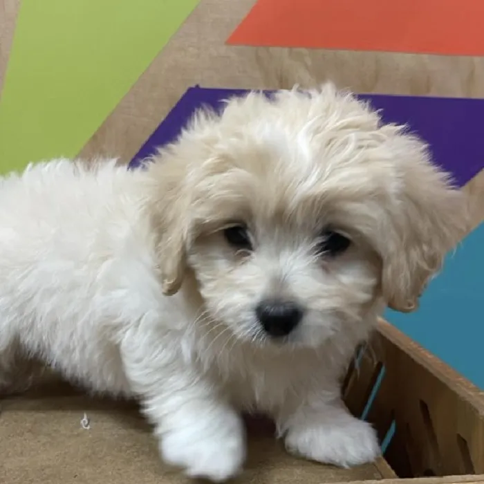 Female Peke-A-Poo puppy named Elizabeth for sale at Petland Joplin.
