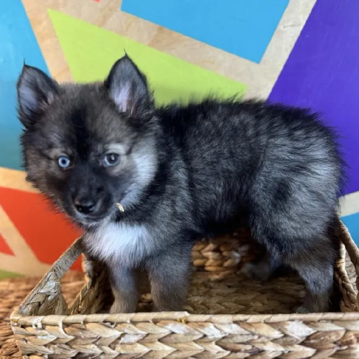 Male Pomsky Puppy for Sale in Joplin, MO