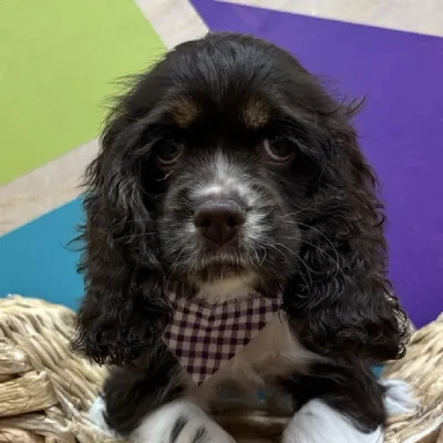 Female Cocker Spaniel puppy named Lainey for sale at Petland Wichita West.