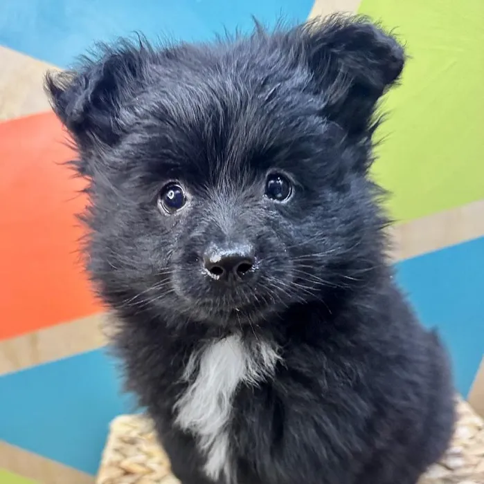 Male Pomeranian Puppy for Sale in Rogers, AR