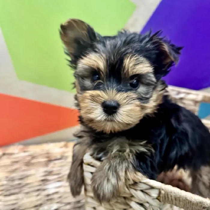 Male Yorkie Puppy for Sale in Rogers, AR