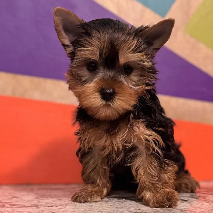 Female Yorkie Puppy for Sale in Rogers, AR