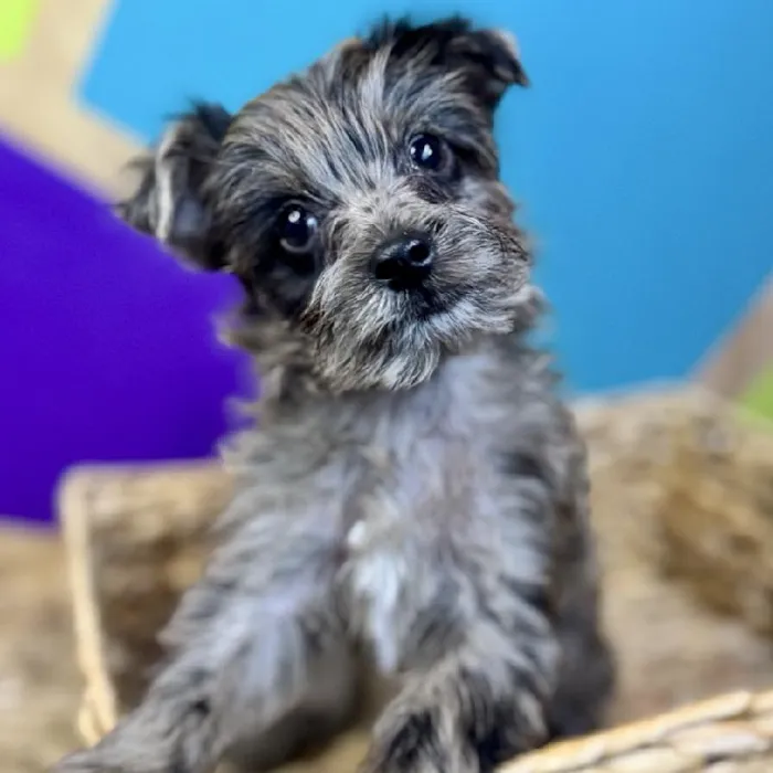 Female Yorkie Puppy for Sale in Rogers, AR