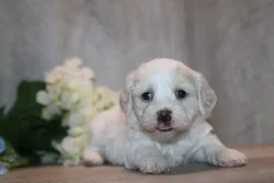 car_main_img_/media/ap_media/pets/LSVOQAGAROXD190627.webp.250x250_q85.webp