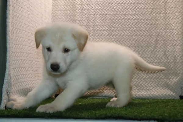 Male German Shepherd puppy named Barry for sale at Petland Wichita West.