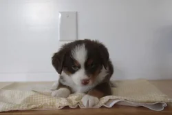 car_main_img_/media/ap_media/pets/LTDOLOJTICWF189993.webp.250x250_q85.webp
