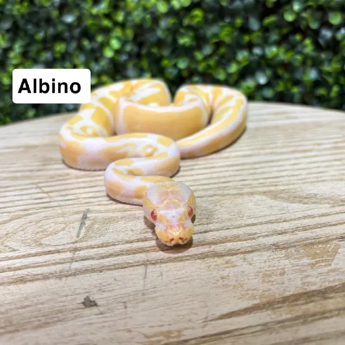 Male Ball Python reptile for sale at Petland Joplin.