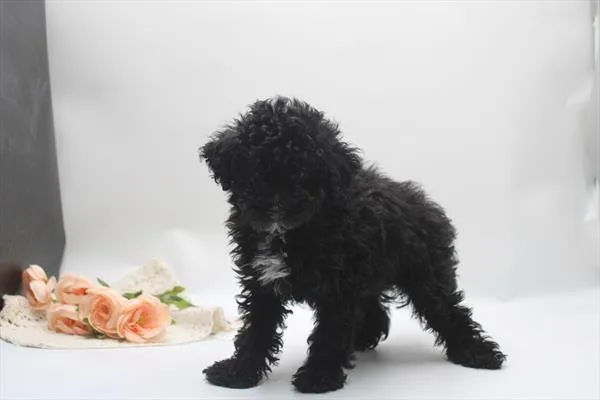Male Mini Poodle puppy named Nixon for sale at Petland Rogers.