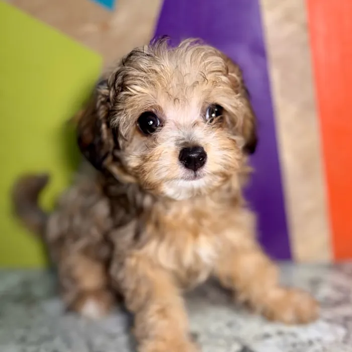 Female Poochi puppy named Julie for sale at Petland Rogers.
