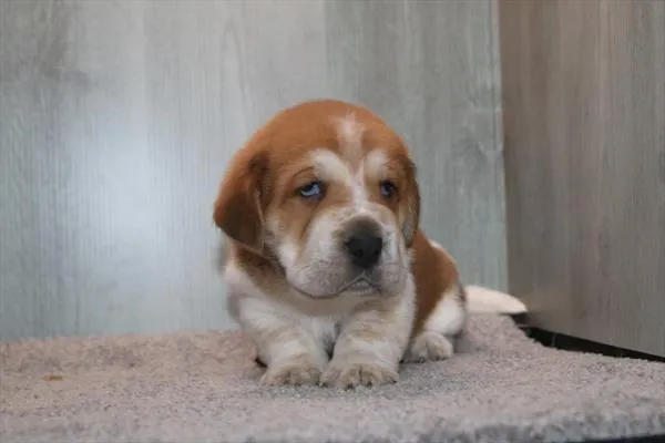 Male Walrus puppy for sale at Petland Joplin.
