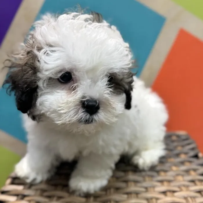 Male Lhasa-Poo Puppy for Sale in Rogers, AR