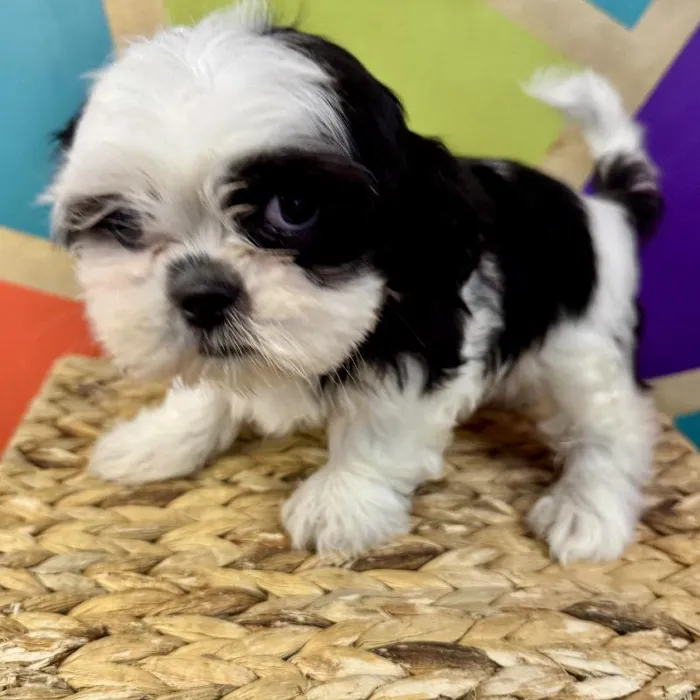 Male Shih Tzu Puppy for Sale in Rogers, AR