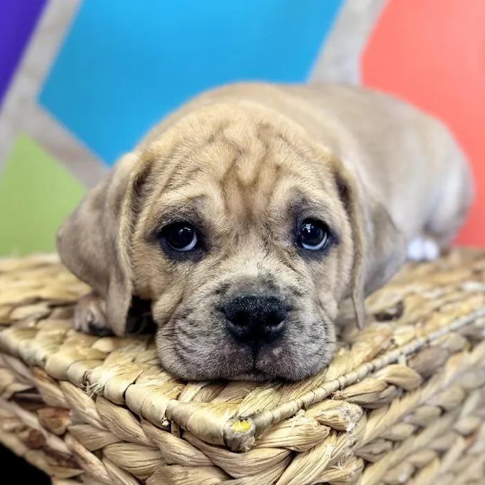Male Mini Bulldog Puppy for Sale in Rogers, AR