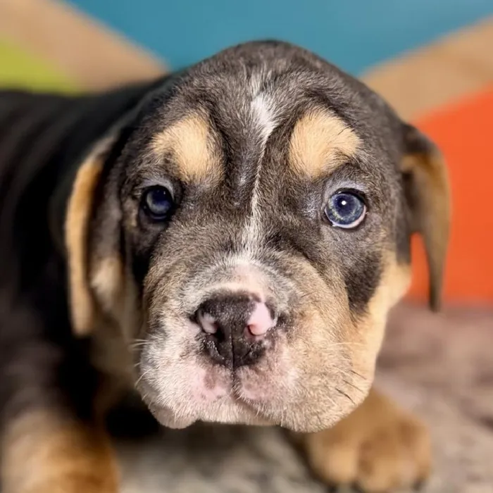 Male Mini Bulldog Puppy for Sale in Joplin, MO
