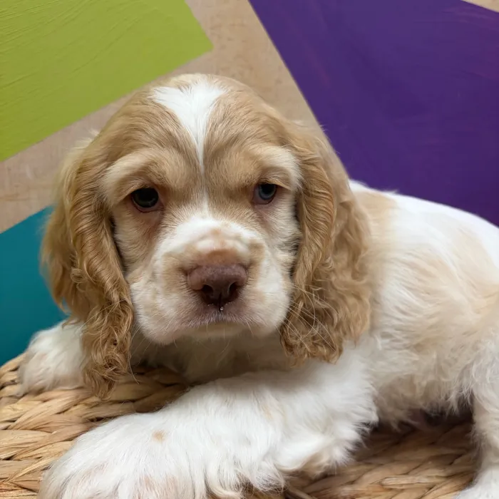 Male Cocker Spaniel puppy named Charlie for sale at Petland Wichita West.