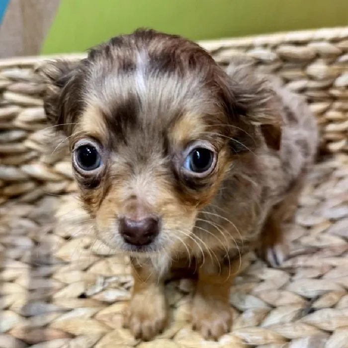 Male Chihuahua Puppy for Sale in Rogers, AR