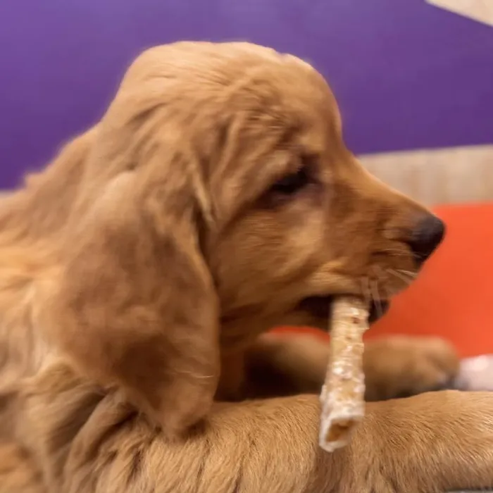 Male Golden Retriever puppy named Carl for sale at Petland Fayetteville.