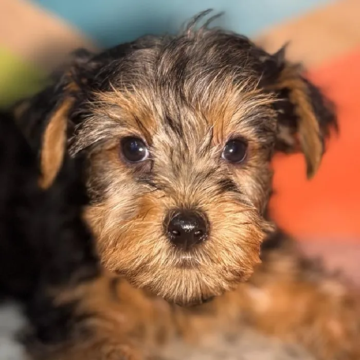 Male Yorkie Puppy for Sale in Rogers, AR