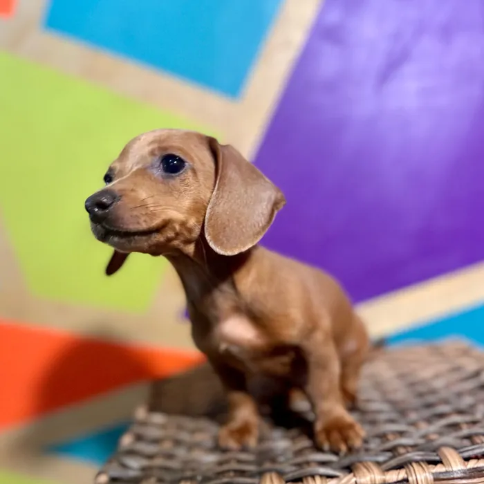 Female Mini Dachshund puppy named Vienna for sale at Petland Fayetteville.