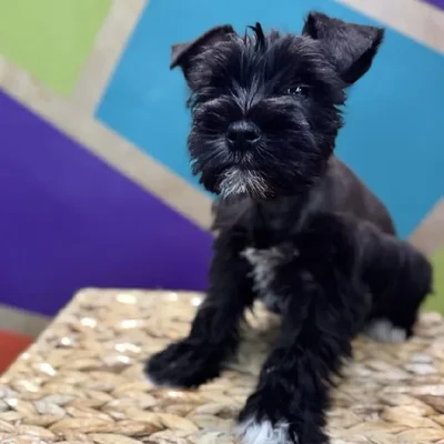 Female Mini Schnauzer Puppy for Sale in Rogers, AR