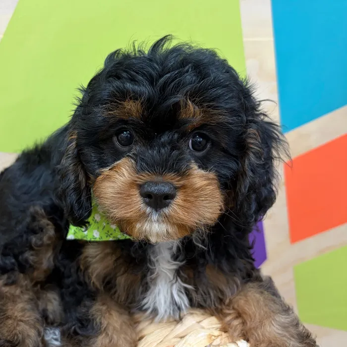 Male Cavapoo puppy named Linus for sale at Petland Wichita West.