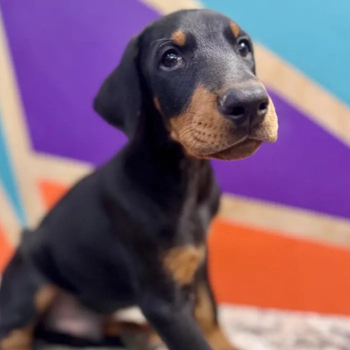 Male Doberman Pinscher puppy named Edward for sale at Petland Joplin.