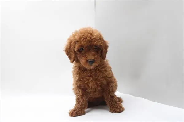 Male Mini Poodle puppy named Phoenix for sale at Petland Joplin.