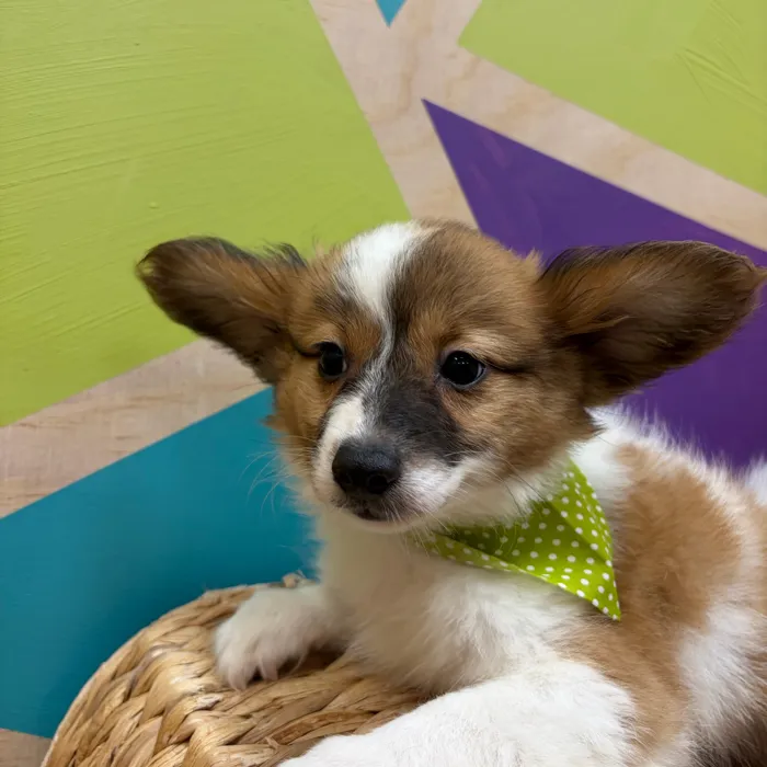 Male Papillon puppy named Butters for sale at Petland Wichita West.