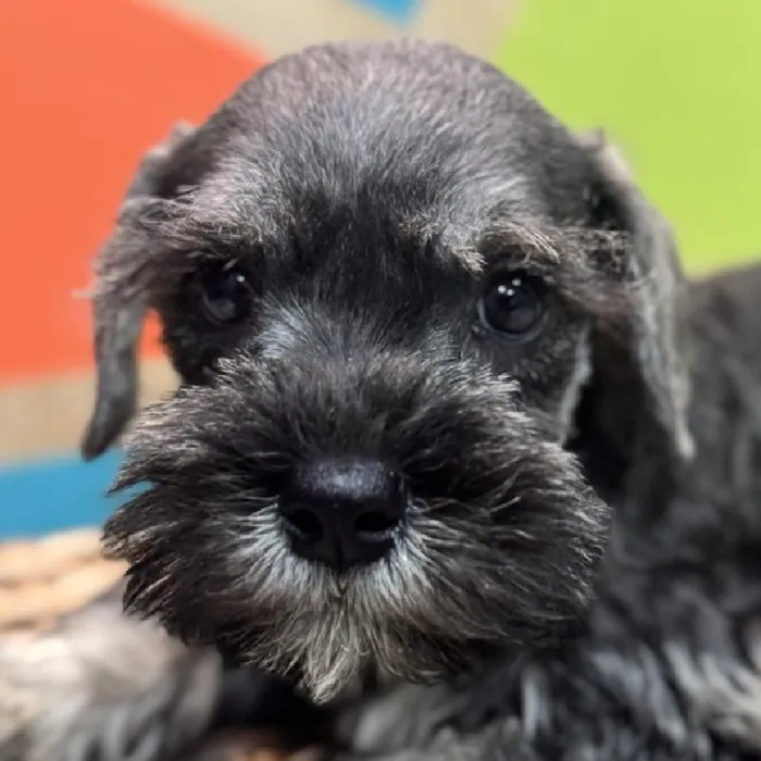 Male Mini Schnauzer Puppy for Sale in Rogers, AR