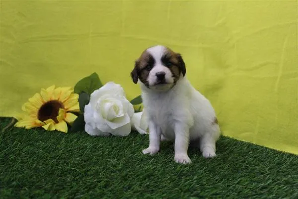 Male Papillon puppy for sale at Petland Joplin.