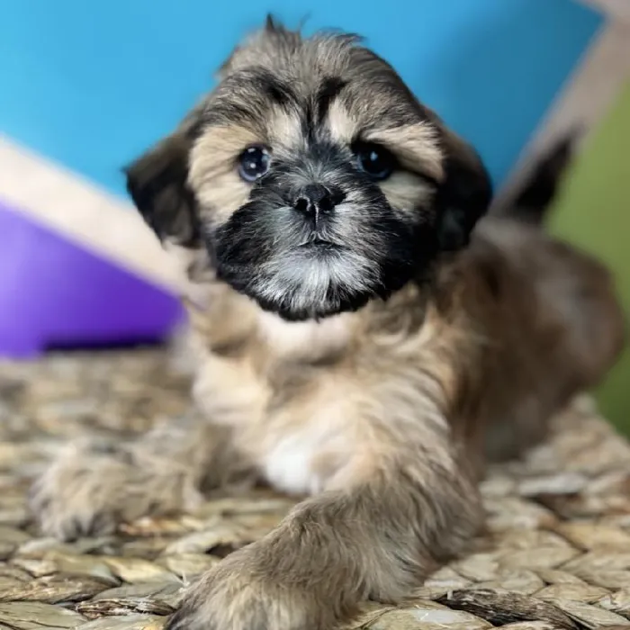 Male Shipoo Puppy for Sale in Rogers, AR