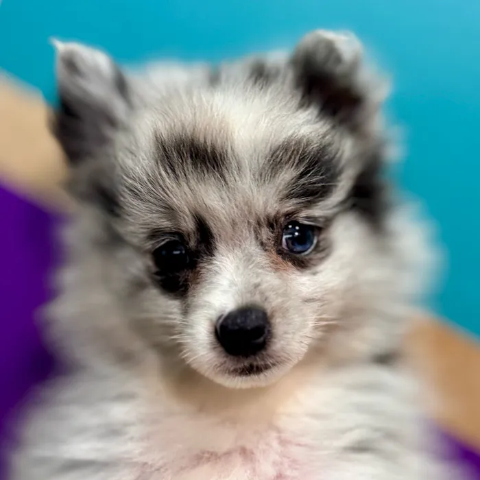 Female Pomeranian puppy for sale at Petland Rogers.