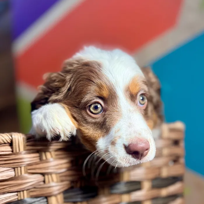 Female Mini Aussie puppy named Ginger for sale at Petland Rogers.