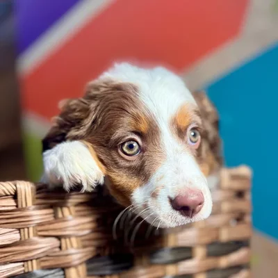 Female Mini Aussie puppy named Ginger for sale at Petland Rogers.
