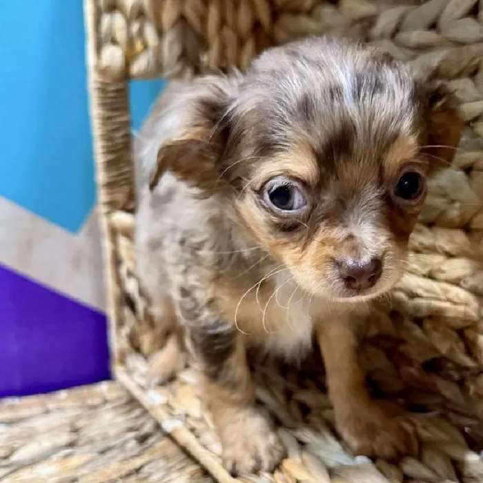 Male Chihuahua Puppy for Sale in Rogers, AR