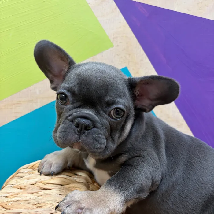 Male French Bulldog puppy named Woodstock for sale at Petland Wichita West.