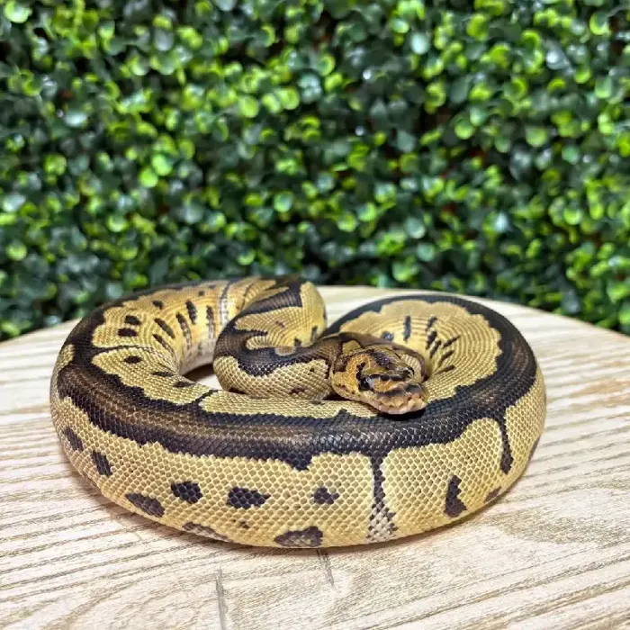 Male Ball Python reptile for sale at Petland Joplin.