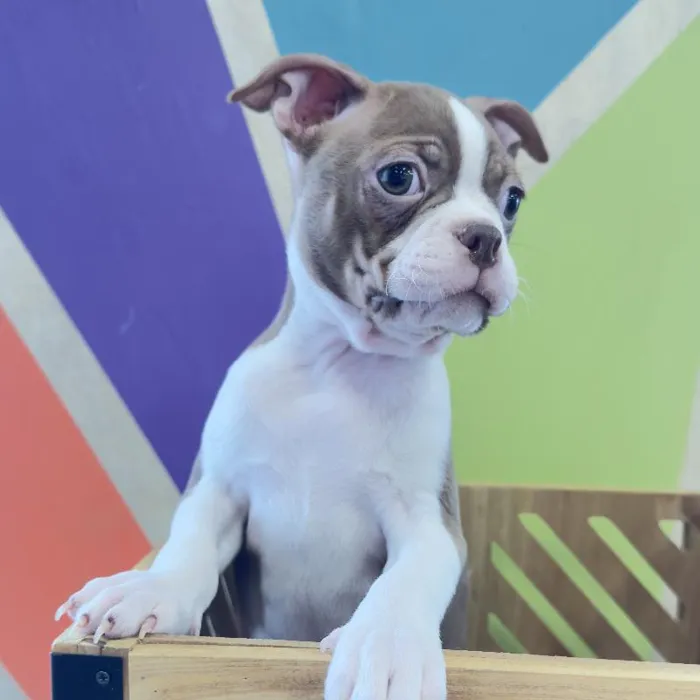 Male Boston Terrier Puppy for Sale in Fayetteville, AR