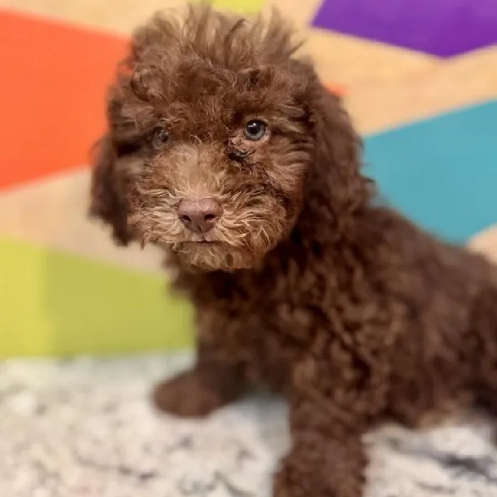 Male Cavapoo Puppy for Sale in Joplin, MO