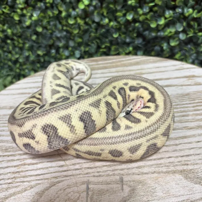 Female Ball Python reptile for sale at Petland Joplin.
