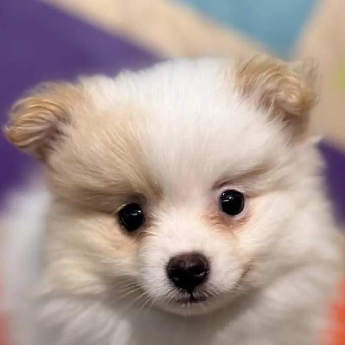 Female Pomeranian Puppy for Sale in Rogers, AR