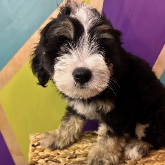 Male Mini Bernedoodle Puppy for Sale in Rogers, AR