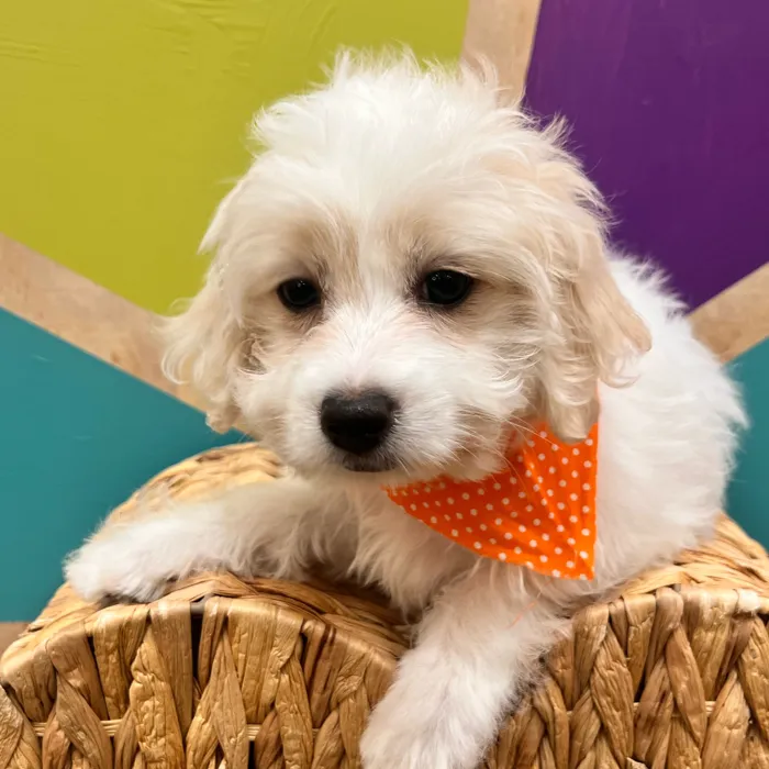 Male Maltese puppy named Milton for sale at Petland Wichita West.