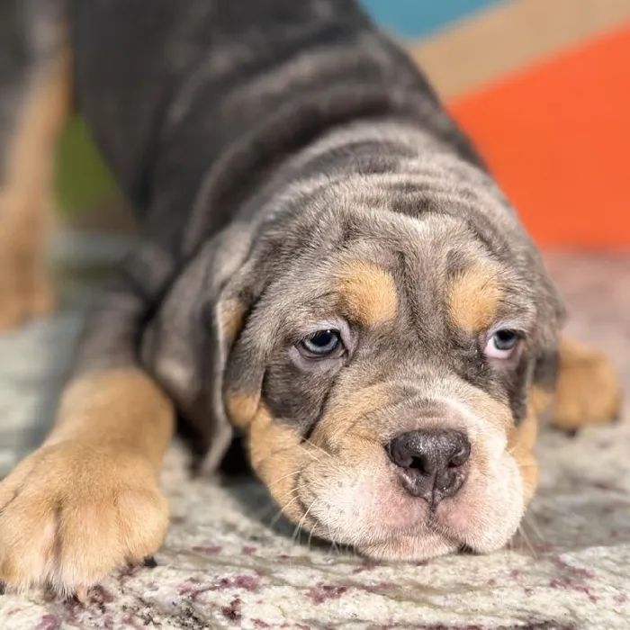 Female Mini Bulldog Puppy for Sale in Rogers, AR