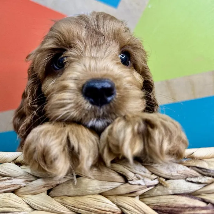Male Cockapoo Puppy for Sale in Rogers, AR